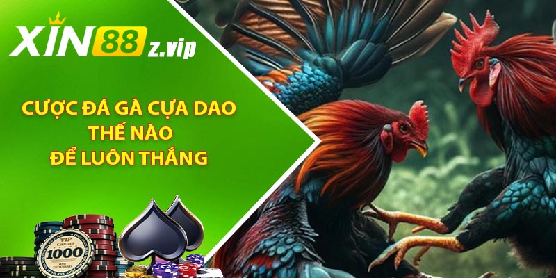 Cược đá gà cựa dao thế nào để luôn thắng