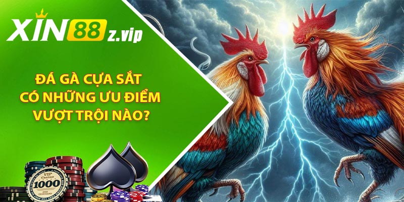 Đá gà cựa sắt có những ưu điểm vượt trội nào?