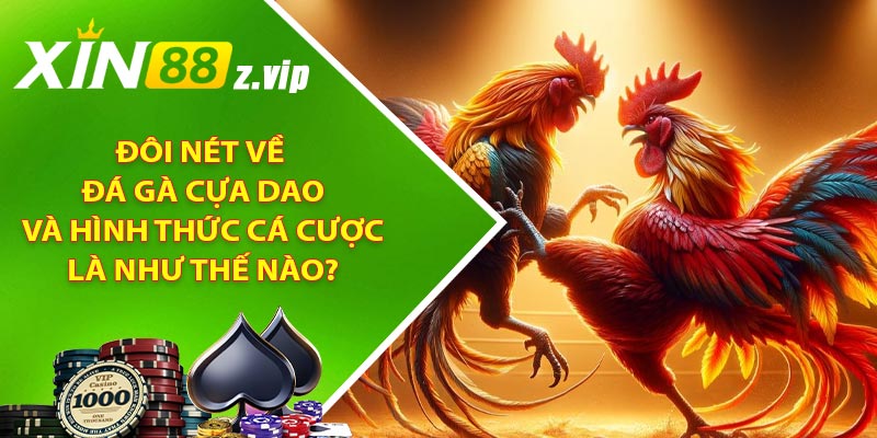 Đôi nét về đá gà cựa dao và hình thức cá cược là như thế nào?