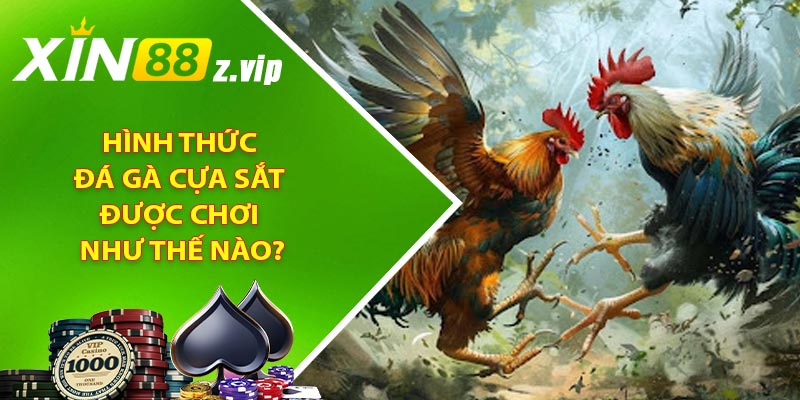 Hình thức đá gà cựa sắt được chơi như thế nào?
